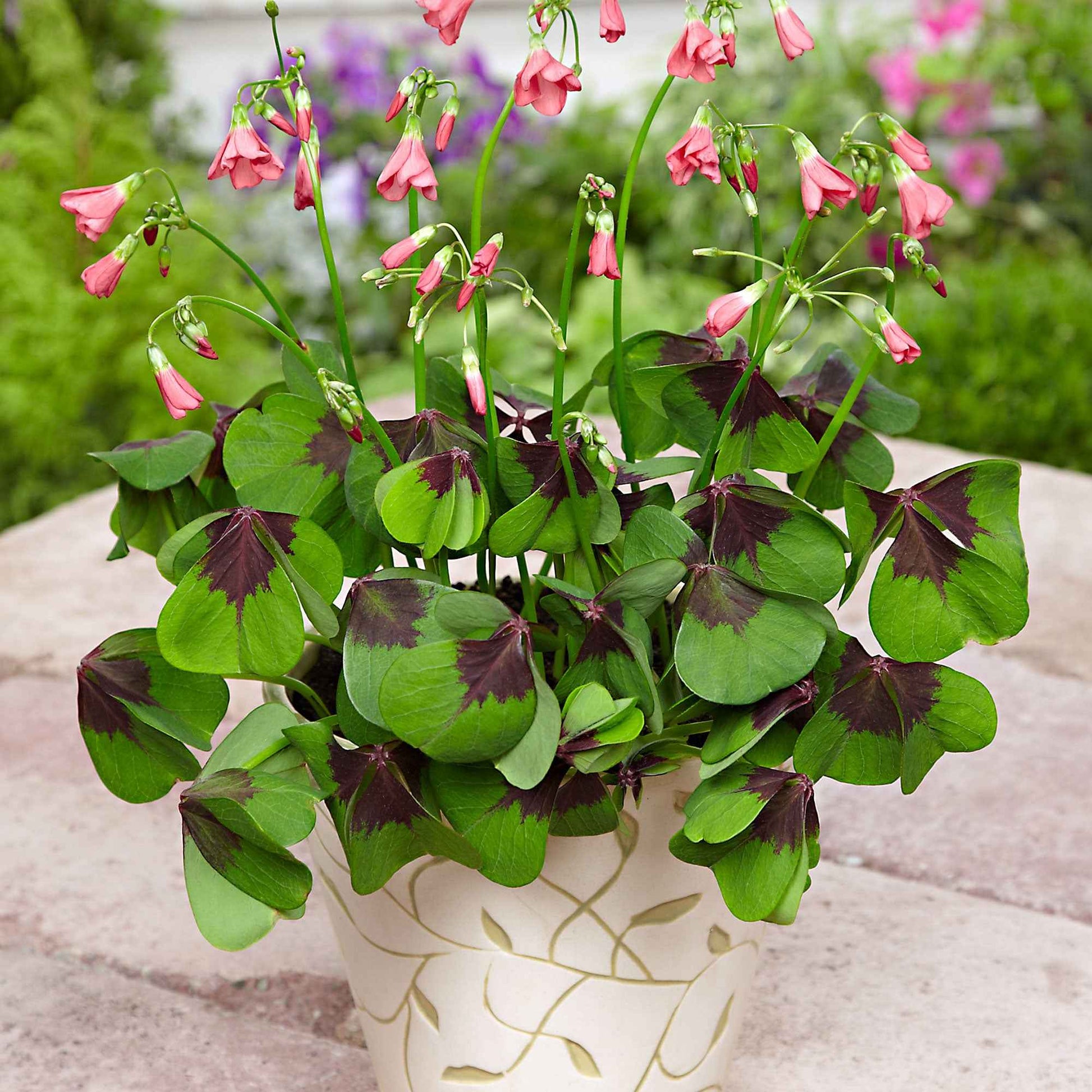 Glücksklee 'Iron Cross' (x50) - Oxalis deppei Iron Cross - Bakker