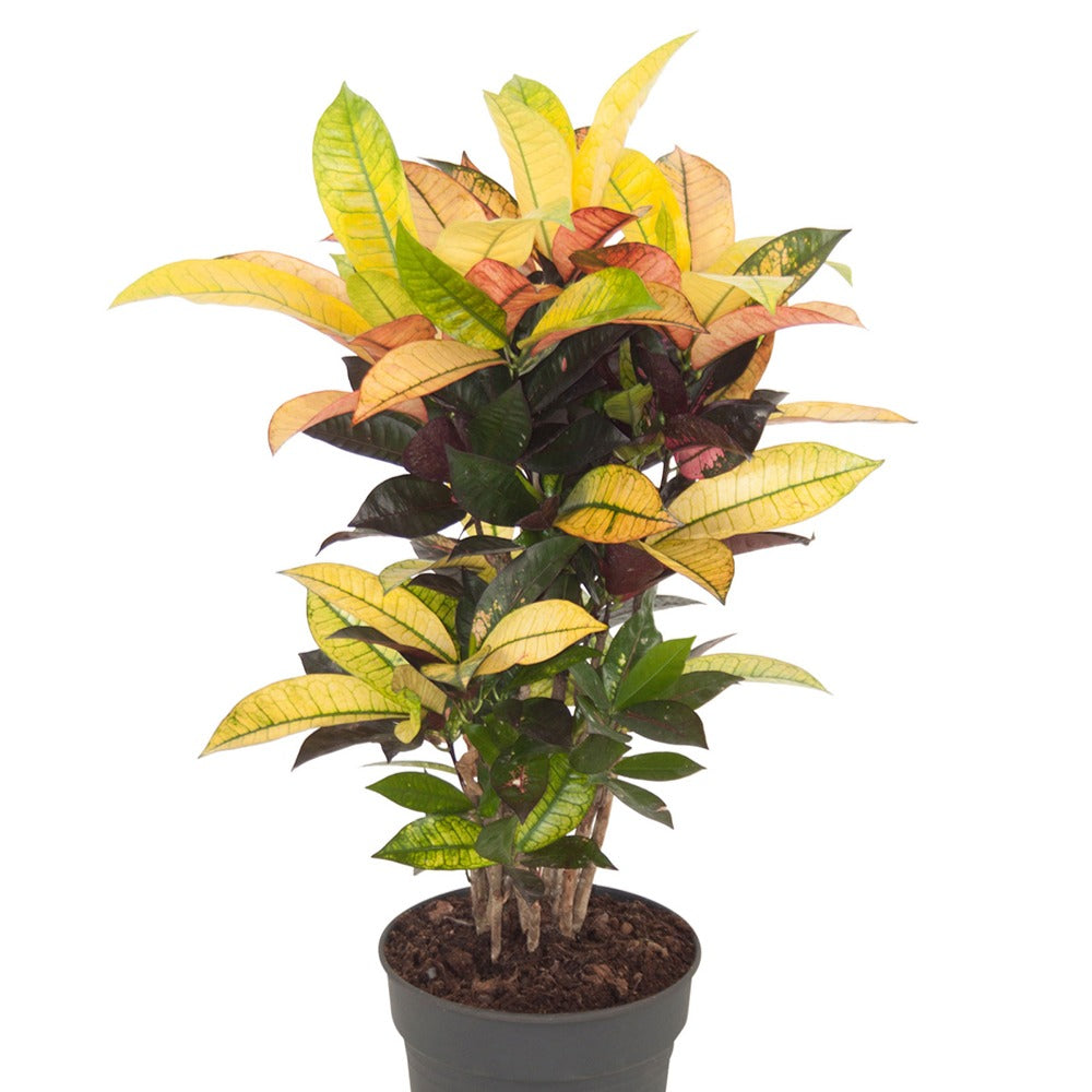Codiaeum variegatum mrs. iceton - Wunderstrauch 'Mrs. Iceton' - Grüne Zimmerpflanzen