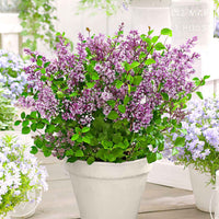 Herbstflieder 'Dark Purple' - Bakker