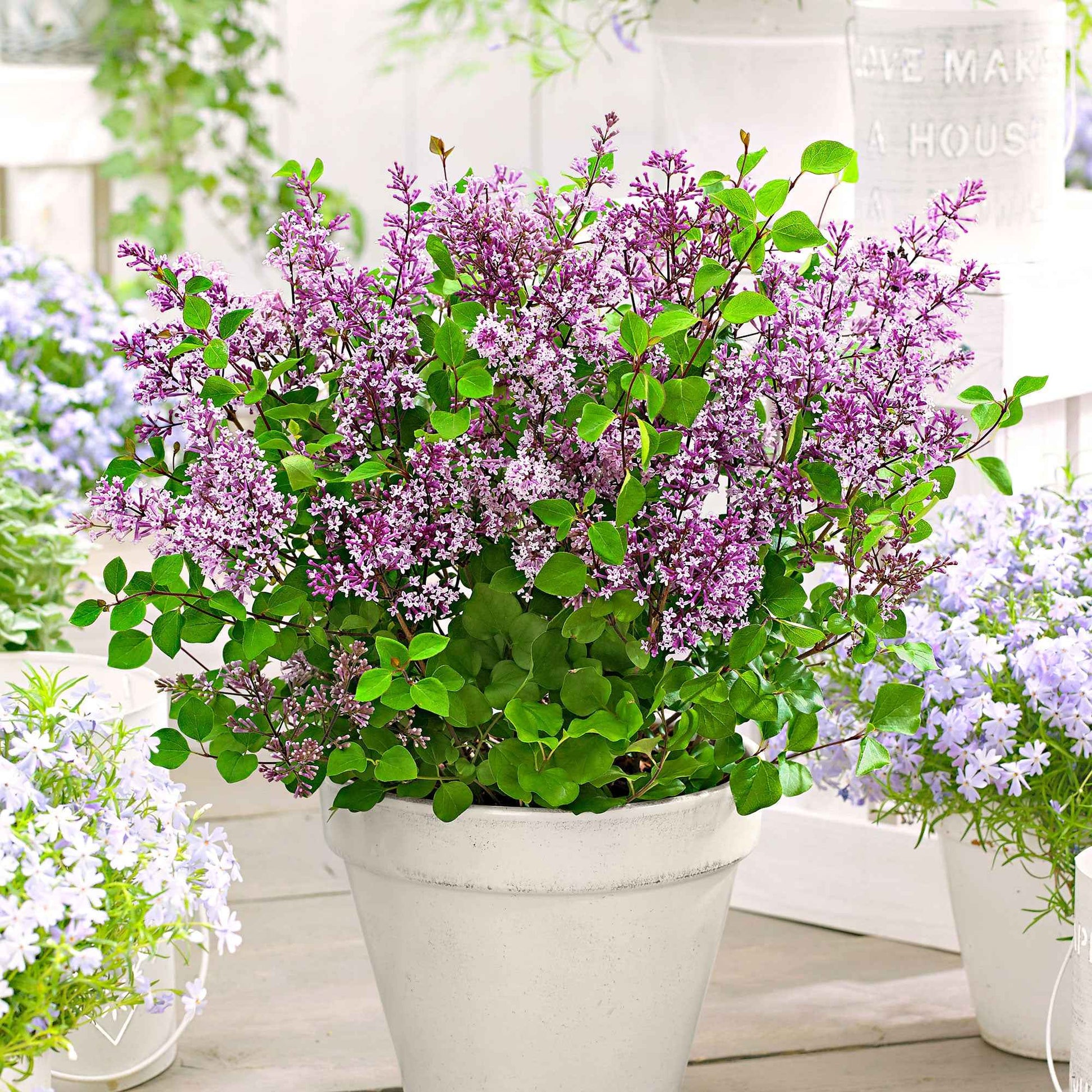 Herbstflieder 'Dark Purple' - Bakker