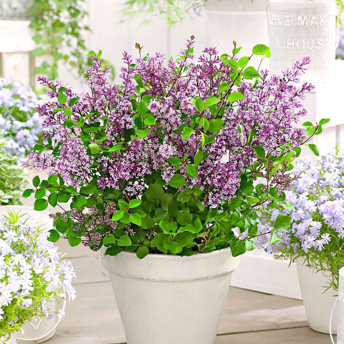 Herbstflieder 'Dark Purple' - Bakker