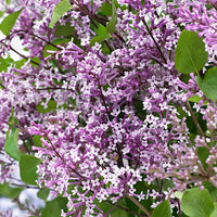 Syringa pubescens microphylla Bloomerang Dark Purple - Herbstflieder 'Dark Purple' - Flieder