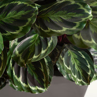 Calathea - Korbmarante 'Medaillon' - Calathea medaillon