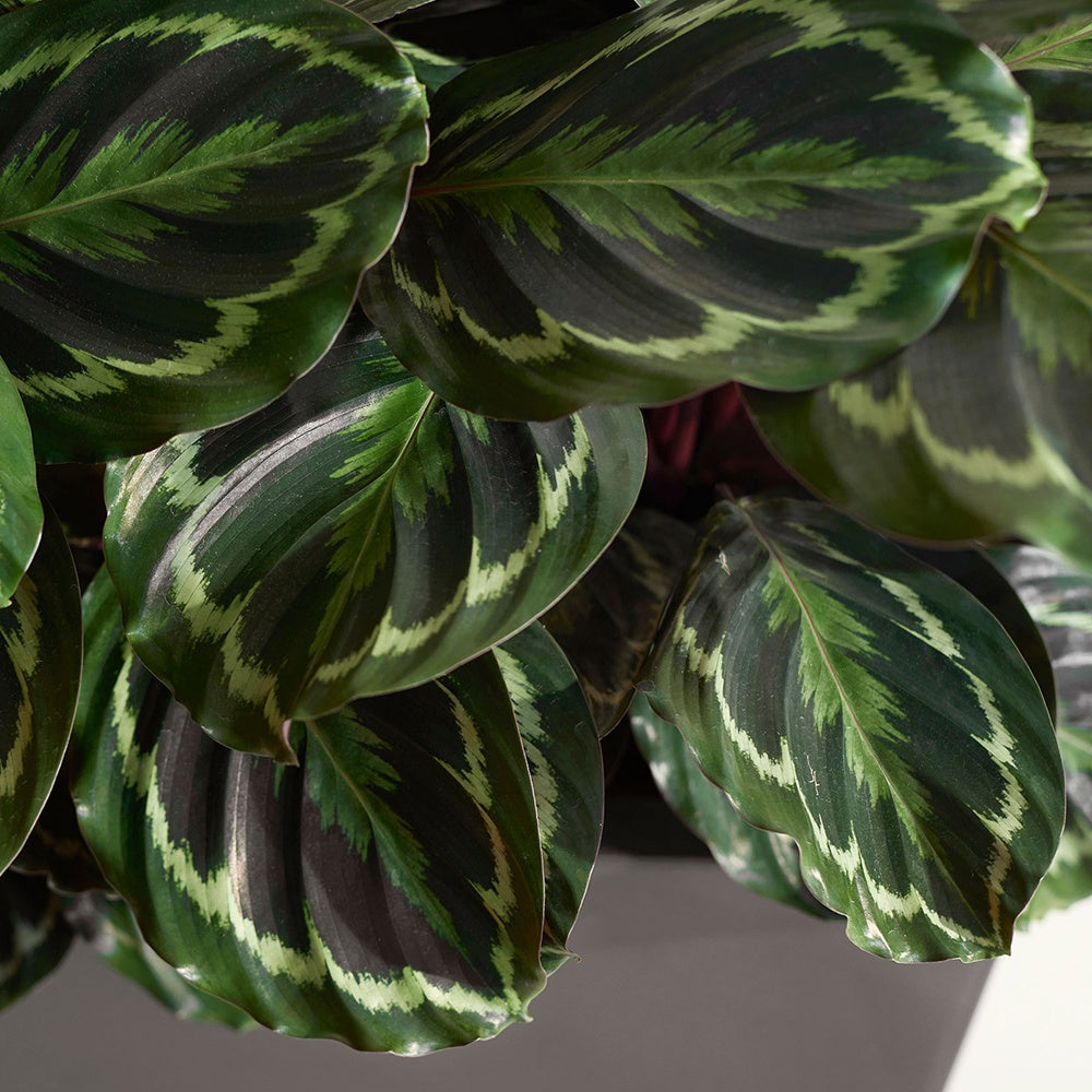 Calathea - Korbmarante 'Medaillon' - Calathea medaillon