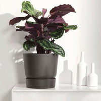 Korbmarante 'Medaillon' - Calathea medaillon - Bakker