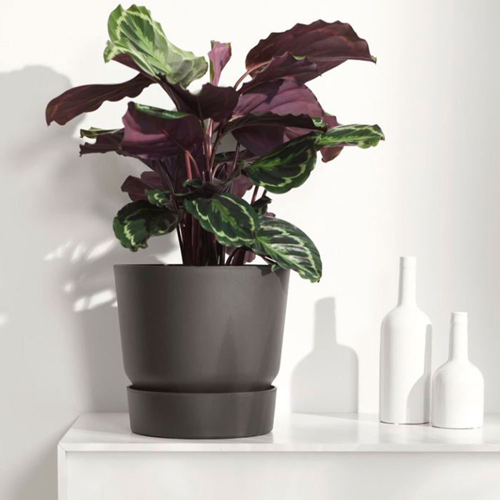 Korbmarante 'Medaillon' - Calathea medaillon - Bakker