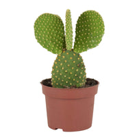 Opuntia microdasys - Hasenohrenkaktus - Kaktus und fette Pflanze