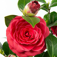 Kamelie 'Black Lace' - Camellia japonica 'black lace' - Bakker
