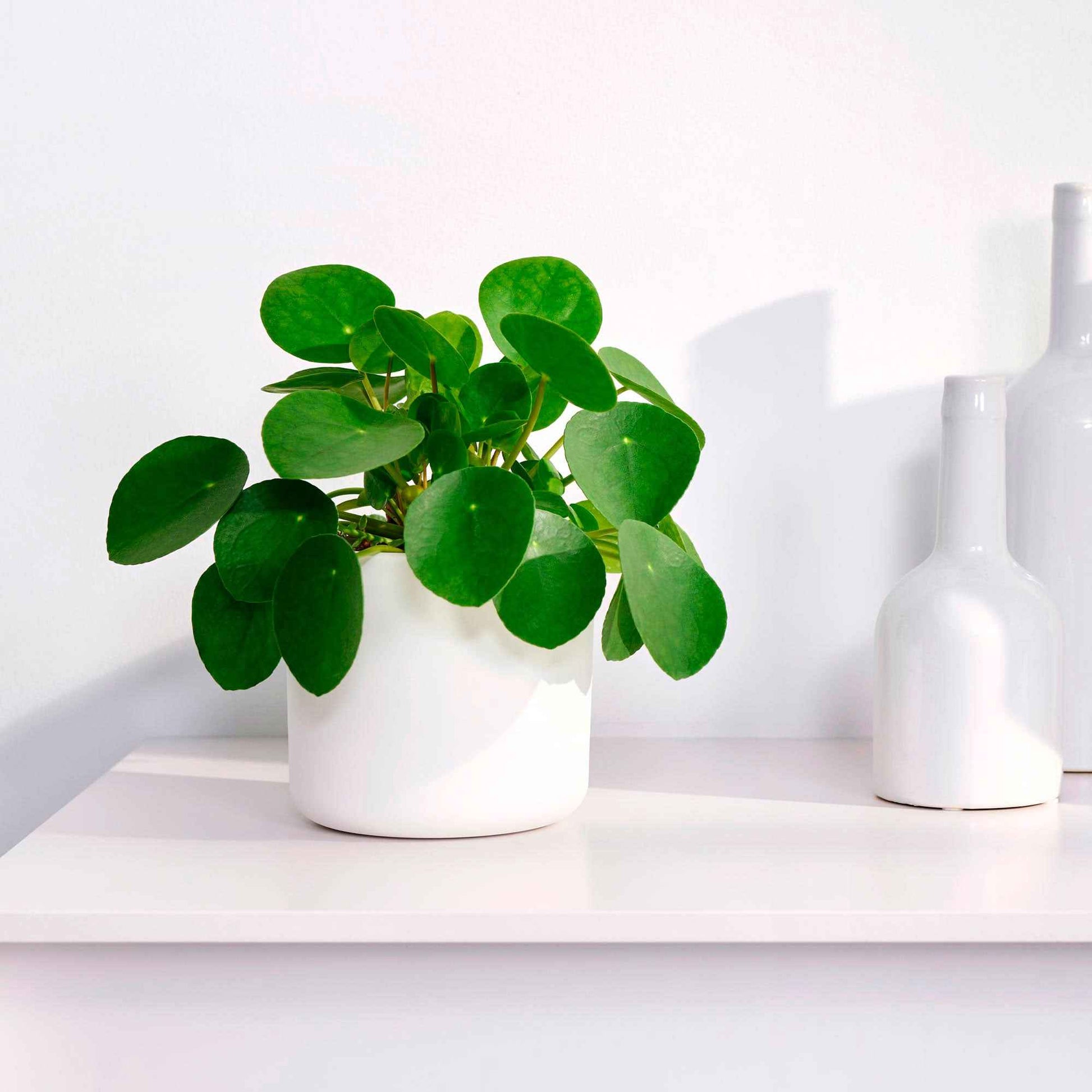 Ufopflanze (Glückstaler) - Pilea peperomioides - Bakker