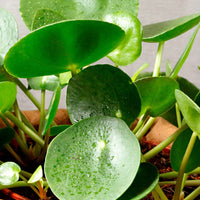 Pilea peperomioides - Ufopflanze (Glückstaler) - Grüne Zimmerpflanzen