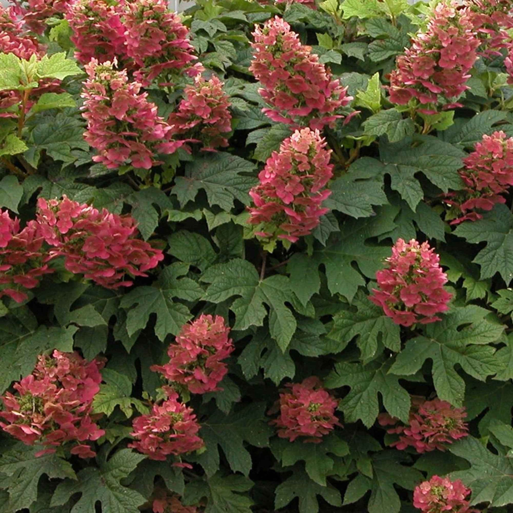 Eichenblättrige Hortensie 'Ruby Slippers'® - Hydrangea quercifolia ruby slippers'® - Bakker