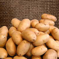 Kartoffel 'Nicola' (x25) - Solanum tuberosum 'Nicola' - Bakker