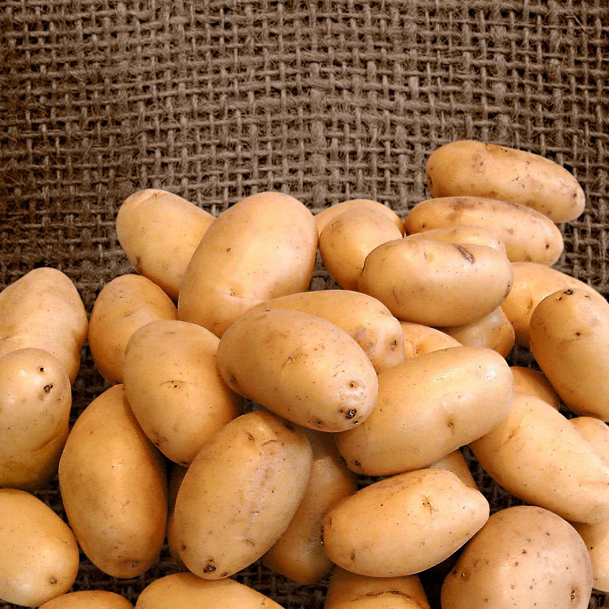 Kartoffel 'Nicola' (x25) - Solanum tuberosum 'Nicola' - Bakker