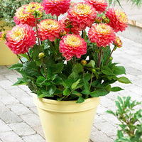 Dahlie 'Melody Allegro' (x3) - Dahlia 'melody allegro' - Bakker