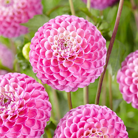 Dahlien 'Zippity Do Da' (x3) - Bakker