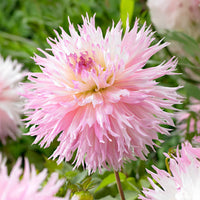 Dahlia fimbriata 'nadia ruth' - Dahlie 'Nadia Ruth' (x3) - Dahlien-Zwiebeln