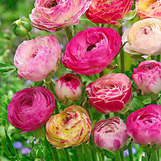Gefüllte Ranunkeln ‘Peony Blend’ Mischung (x15) - Bakker