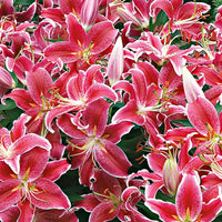 Lilie 'Starlight Express' (x5) - Bakker