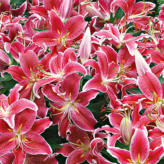 Lilie 'Starlight Express' (x5) - Bakker