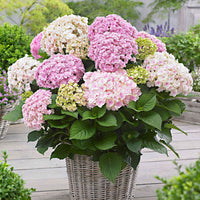 Bauernhortensie 'Doppio Nuvola' - Bakker