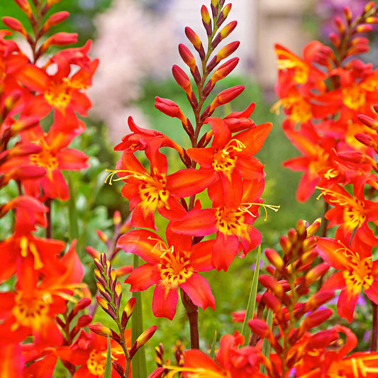 Montbretien 'Prince of Orange' (x10) - Bakker