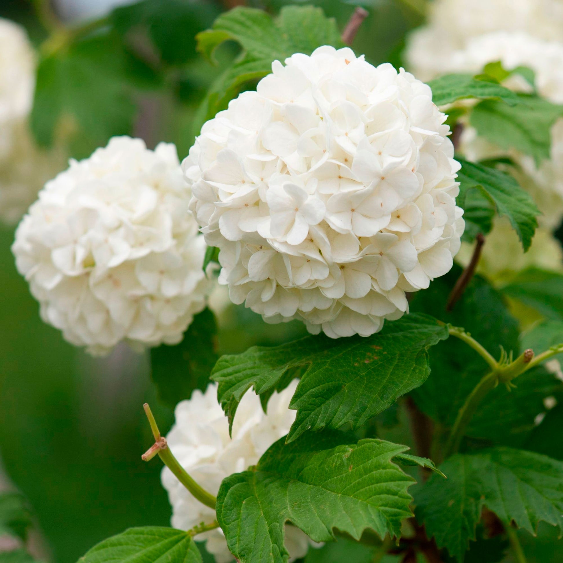 Viburnum - Schneeball ‘Roseum’ - Viburnum opulus Roseum