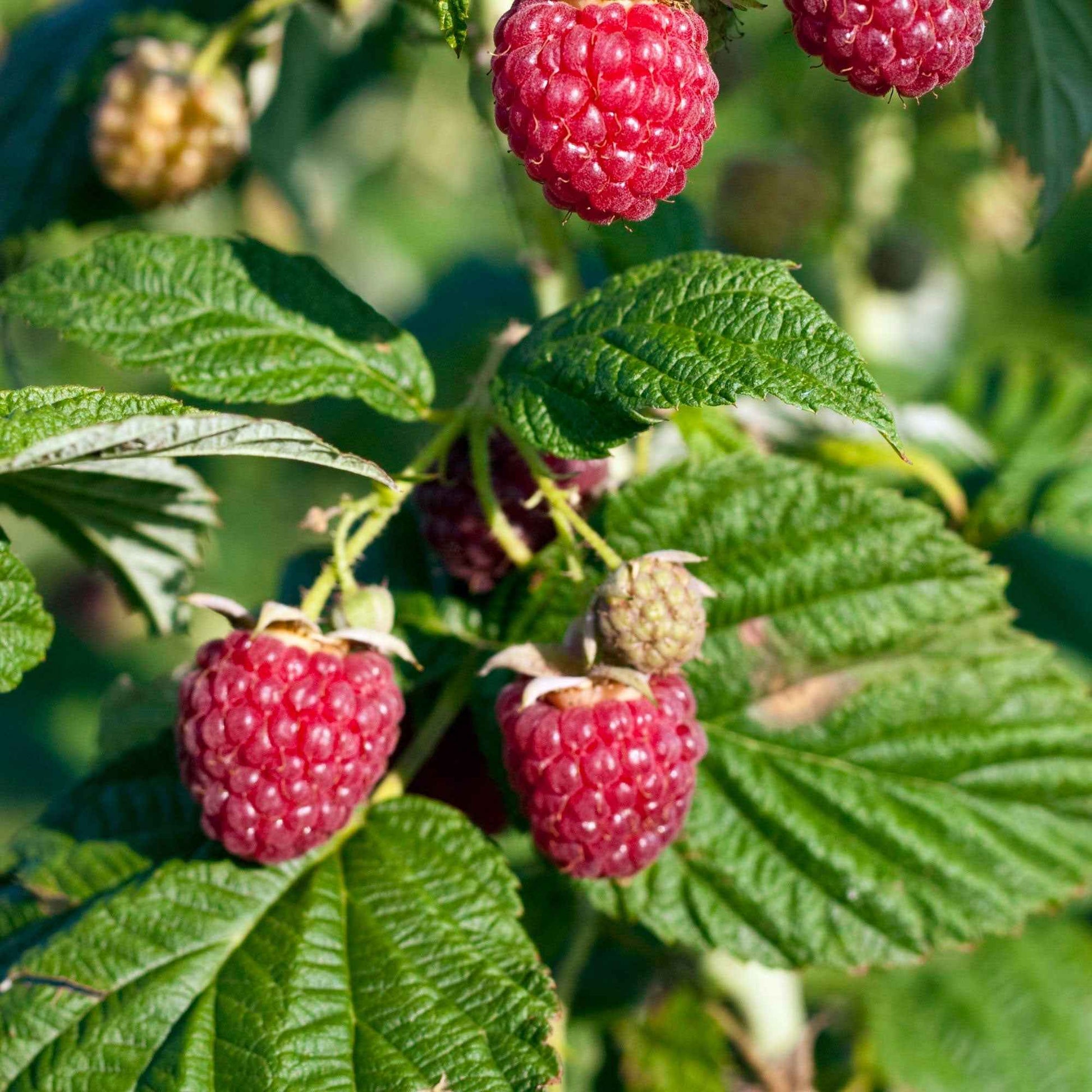 Zwerg-Himbeere 'Sweet Sister' - Bakker