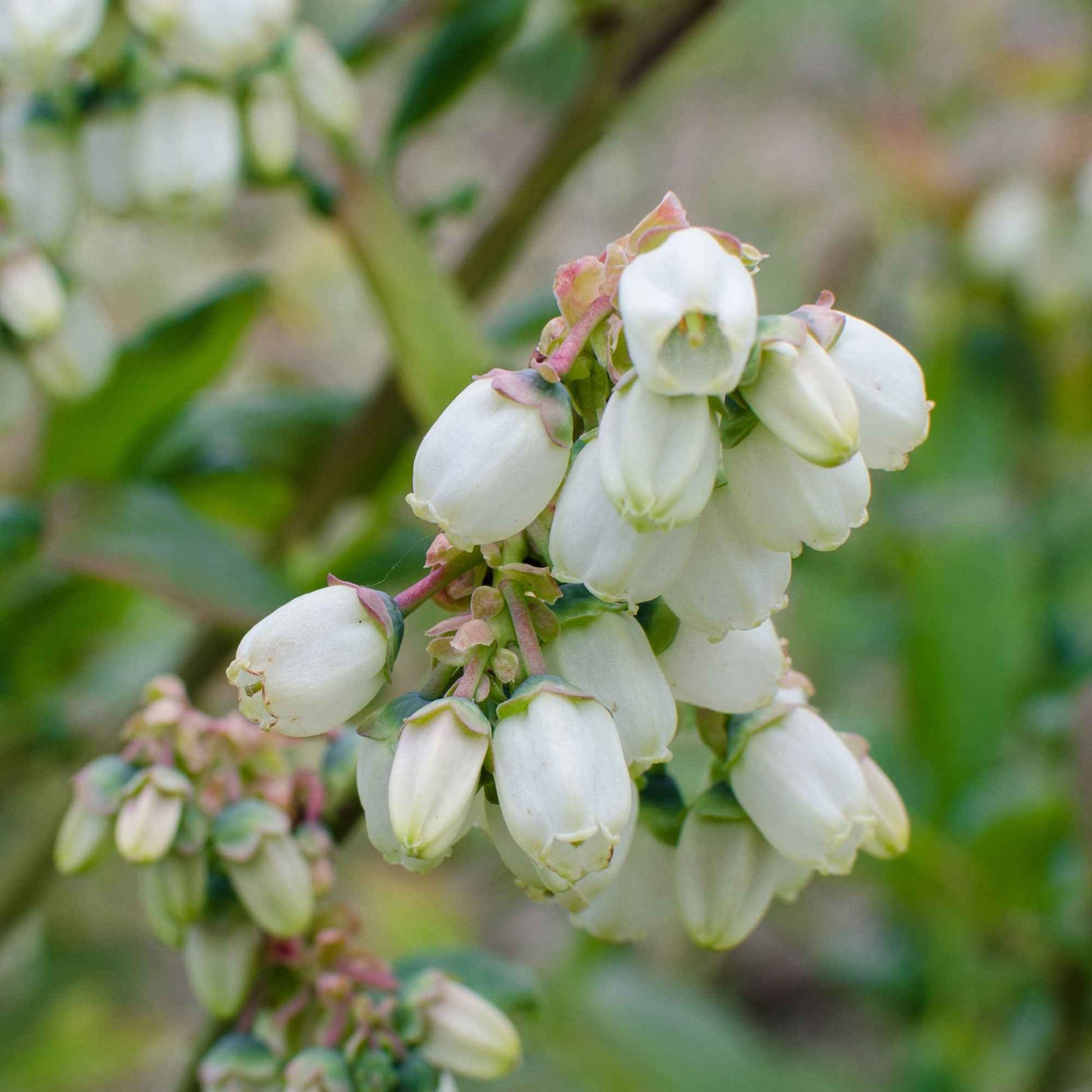 Blaubeere 'Brigitta Blue' - Vaccinium corymbosum Brigitta Blue - Bakker