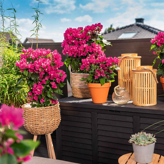 Bougainvillea ‘Vera Deep Purple’ - Bakker