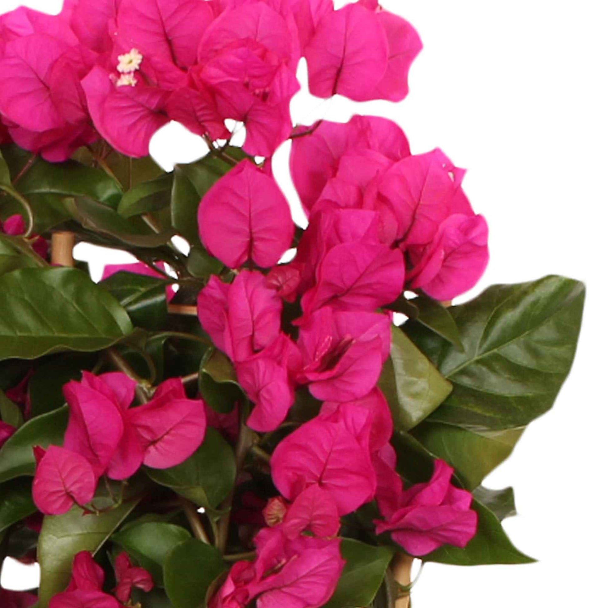 Bougainvillea spectabilis 'vera deep purple' - Bougainvillea ‘Vera Deep Purple’ - Bougainvillea