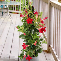 Mandevilla - Dipladenie rot - Chilenischer Jasmin - Mandevilla laxa