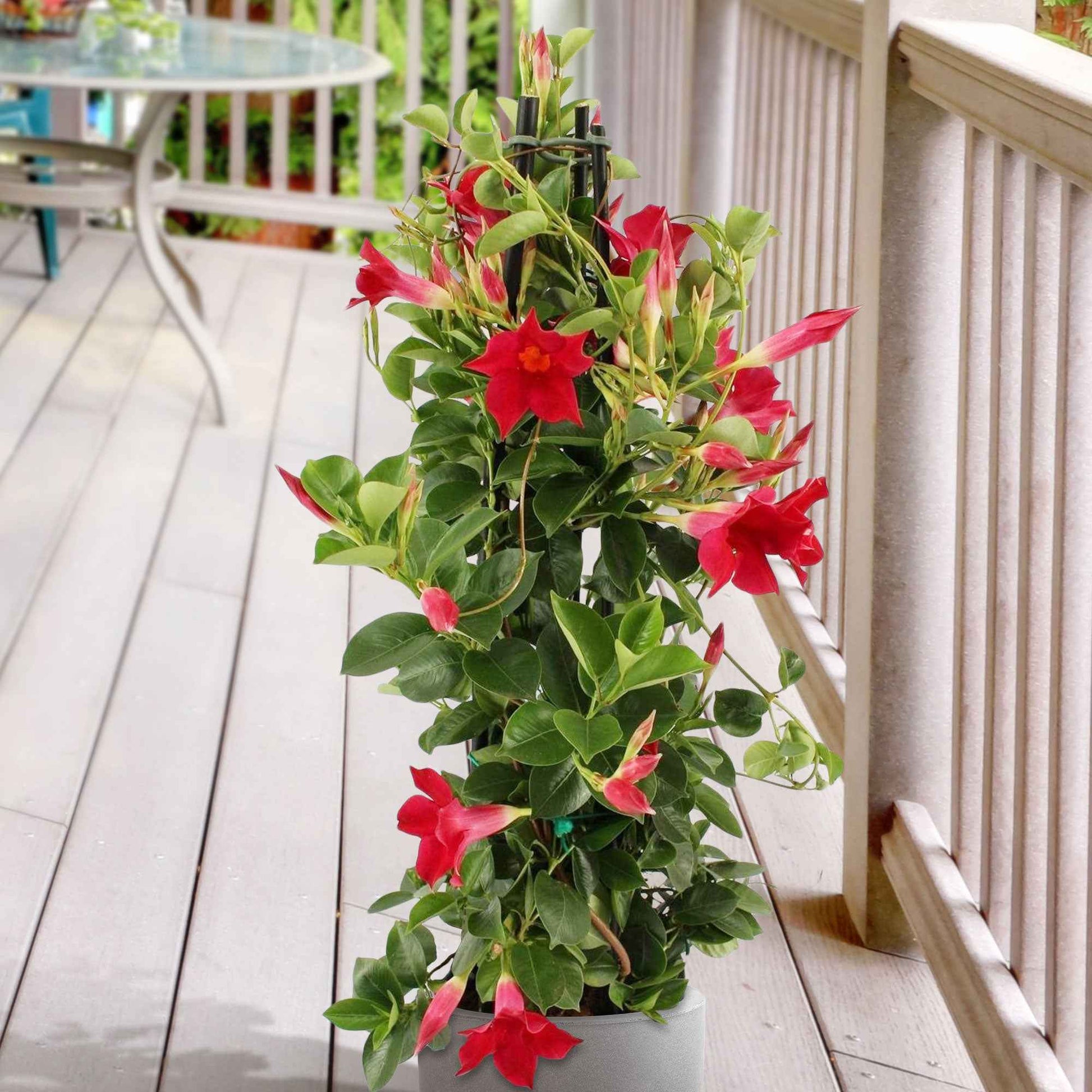 Mandevilla - Dipladenie rot - Chilenischer Jasmin - Mandevilla laxa