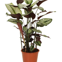 Verkauf Korbmarante 'White Star' - Calathea white star