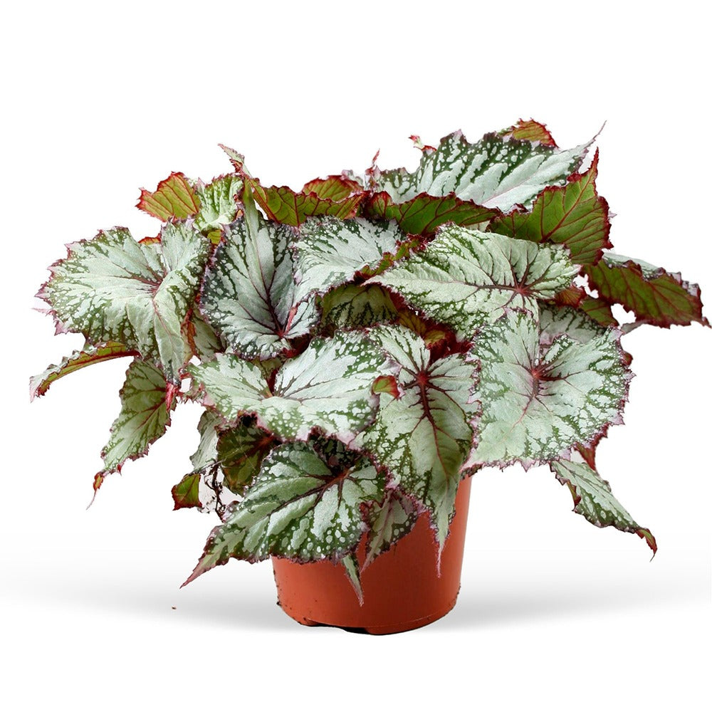 Blattbegonie 'Asian Tundra' - Bakker