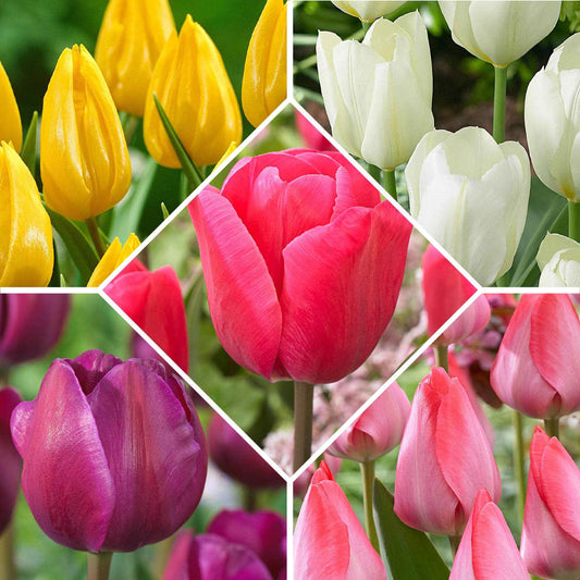 Tulpen 'Happy Garden' Mischung (x50) - Bakker