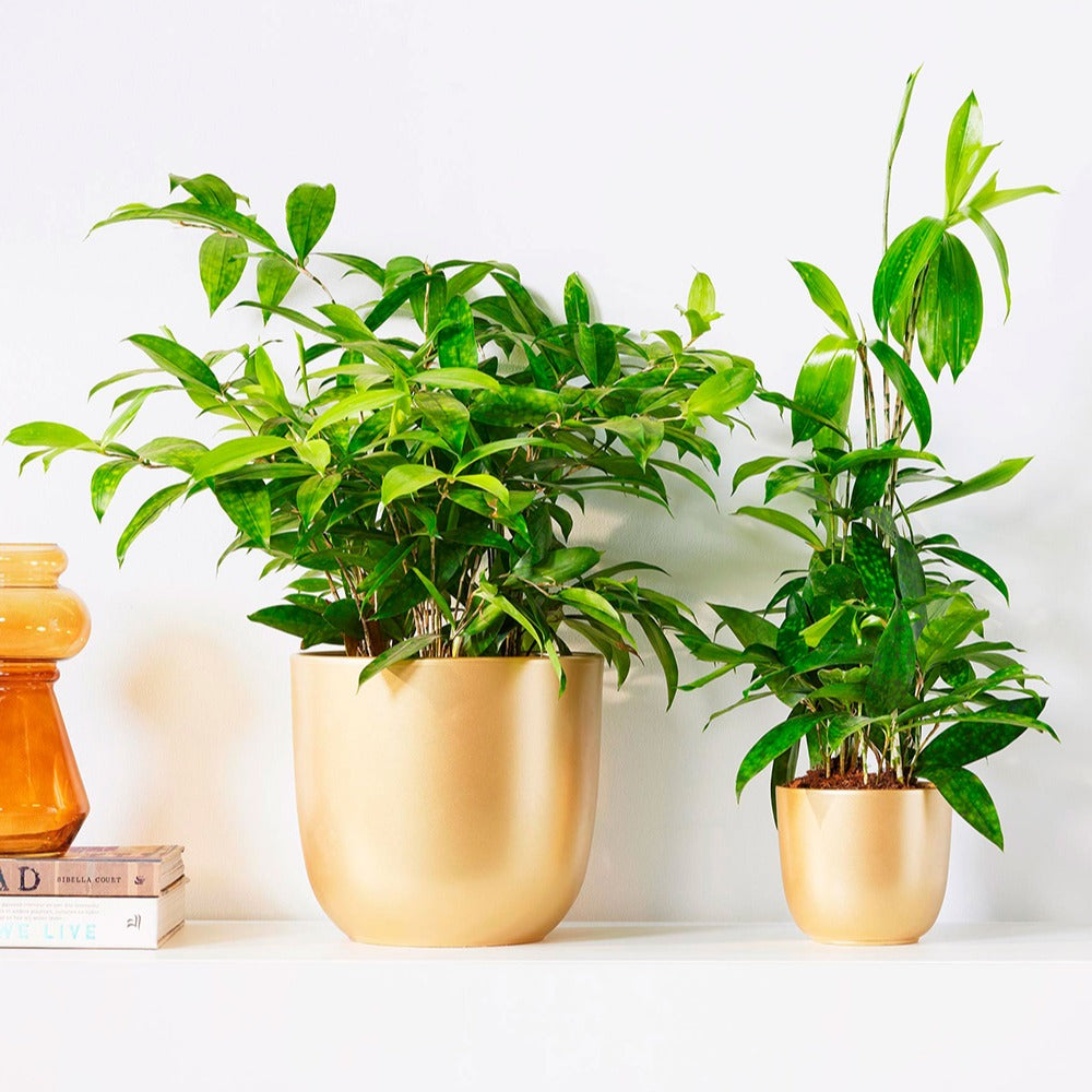 Goldstaubdracaene - Dracaena surculosa - Bakker