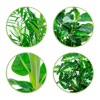 Tropische Zimmerpflanzen-Kollektion (x4) - Chamaedorea elegans, Arum syngonium, Musa, Coffea arabica - Bakker
