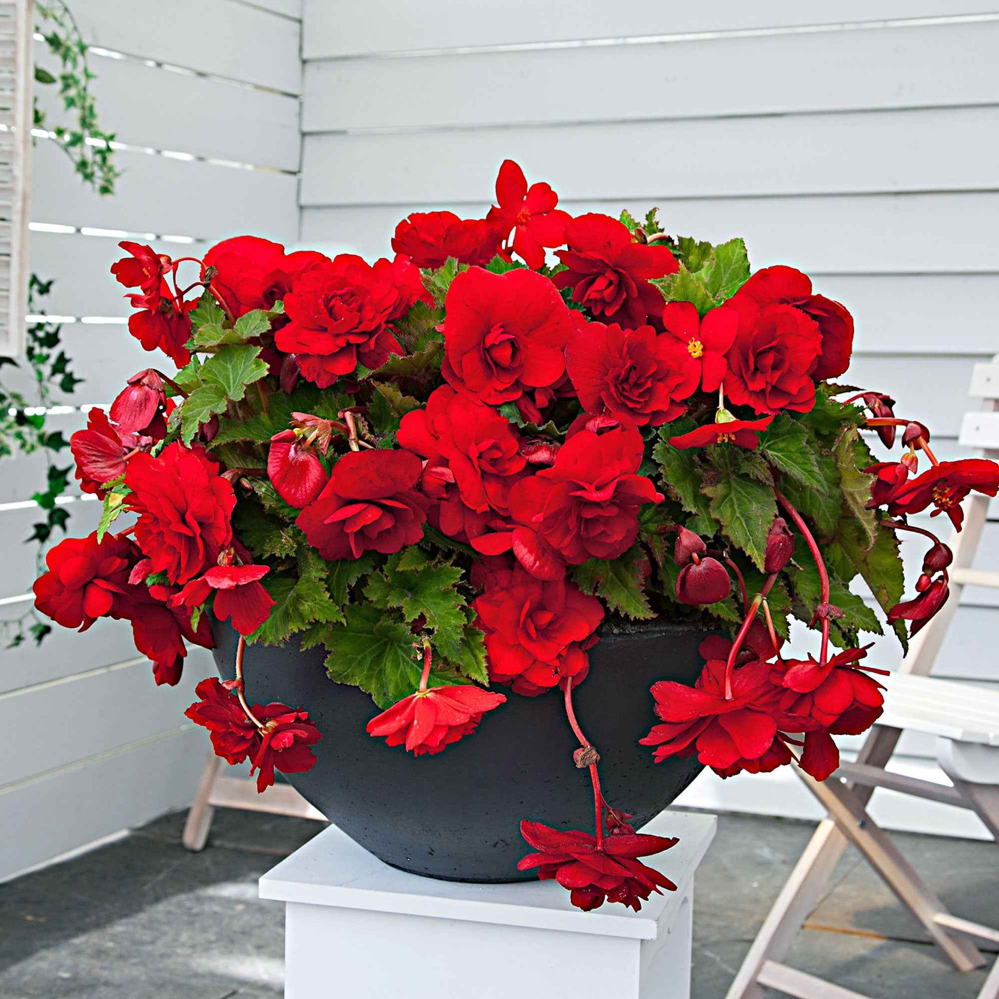 Begonie 'Scarlet' (x5) - Begonia pendula 'scarlet' - Bakker