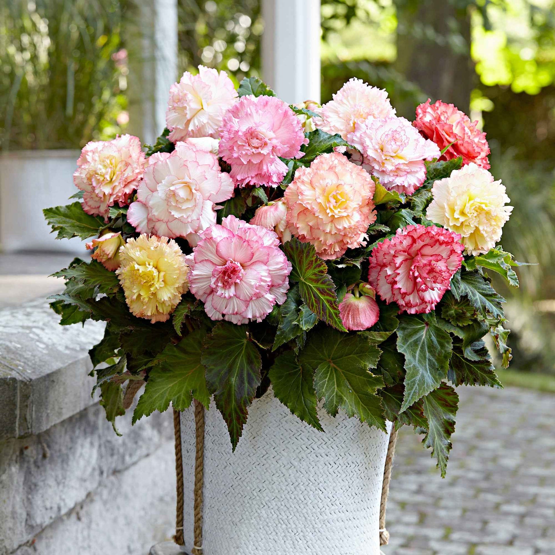 Begonien Mischung 'Samba' (x5) - Begonia x tuberhybrida 'samba' - Bakker