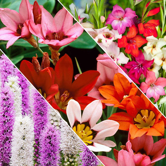 Blumenzwiebel Mischung 'For Bees & Butterflies' (x50) - Bakker