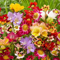 Sommerblüher-Blumenzwiebeln Mischung (x30) - Freesia, sparaxis, dahlia - Bakker