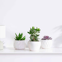 Sukkulenten-Kollektion 'Minova Magic' - Bakker