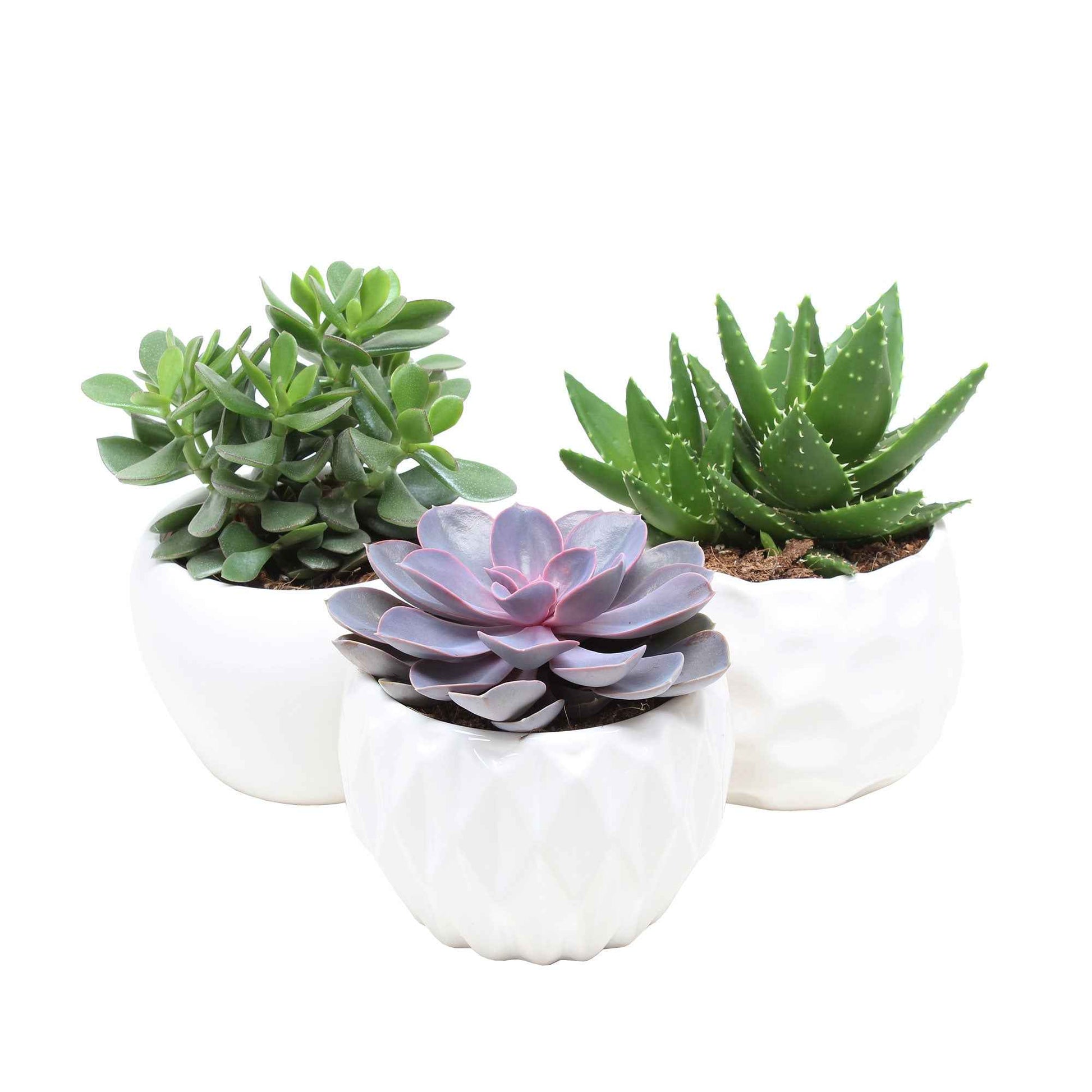 Sukkulenten-Kollektion 'Minova Magic' - Aloe Perfoliata, Echeveria 'Purple Pearl', Crassula 'Minova Magic' - Bakker