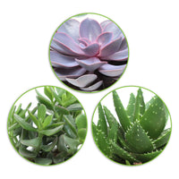 Aloe Perfoliata, Echeveria 'Purple Pearl', Crassula 'Minova Magic' - Sukkulenten-Kollektion 'Minova Magic' - Kaktus und fette Pflanze