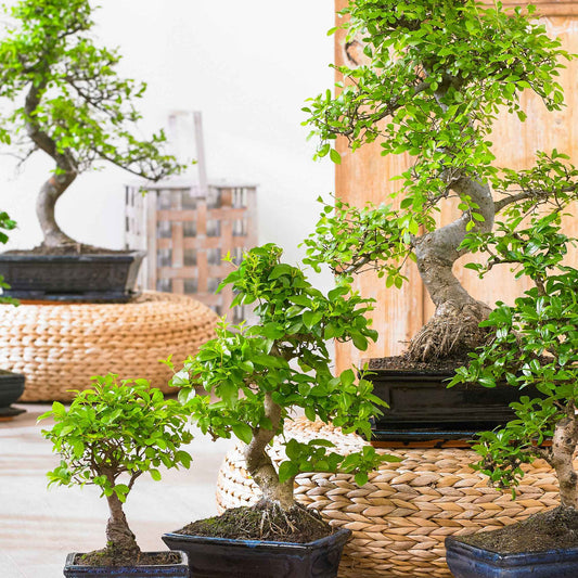 Bonsai Carmona - Bakker