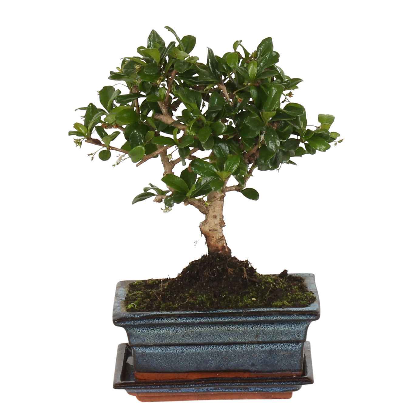 Bonsaï carmona - Bonsai Carmona - Bonsai