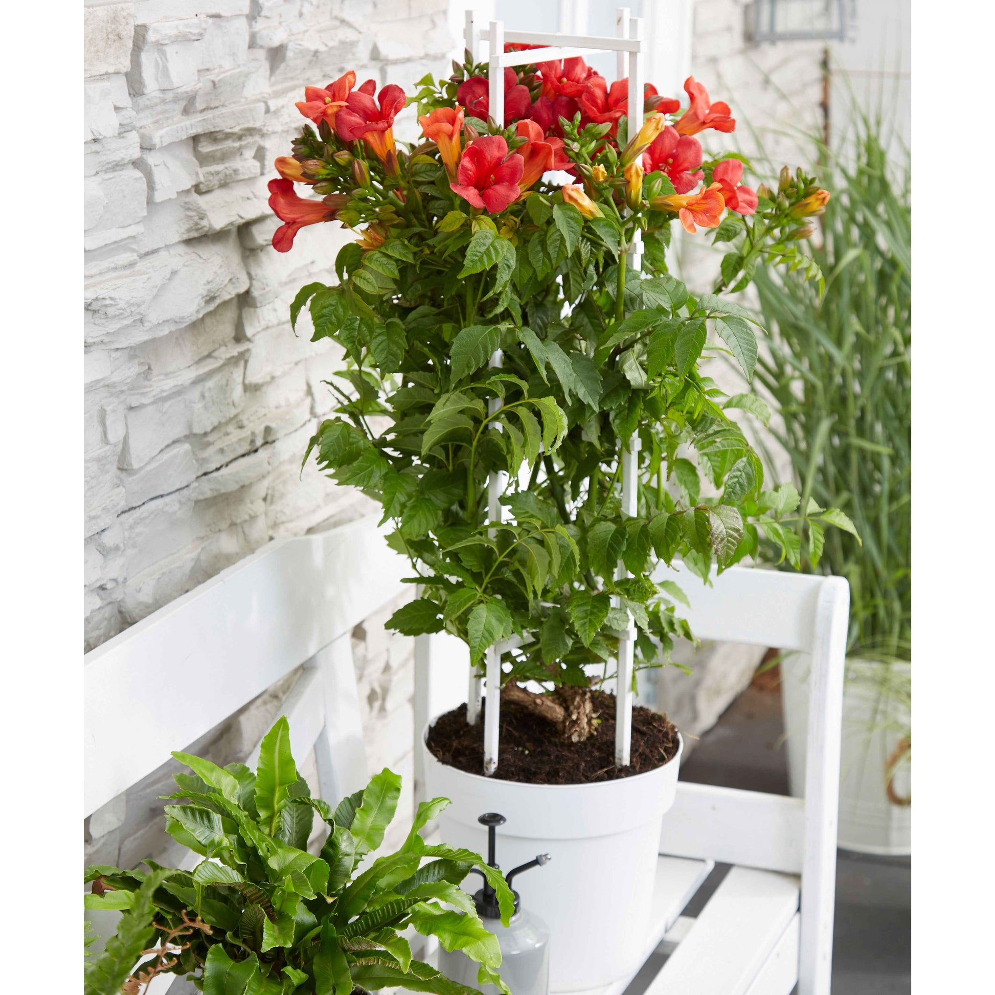 Trompetenblume 'Fire Trumpet' - Campsis x tagliabuana 'fire trumpet' - Bakker