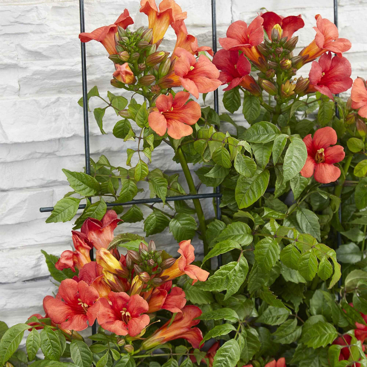 Campsis x tagliabuana 'fire trumpet' - Trompetenblume 'Fire Trumpet' - Campsis - Trompetenblume