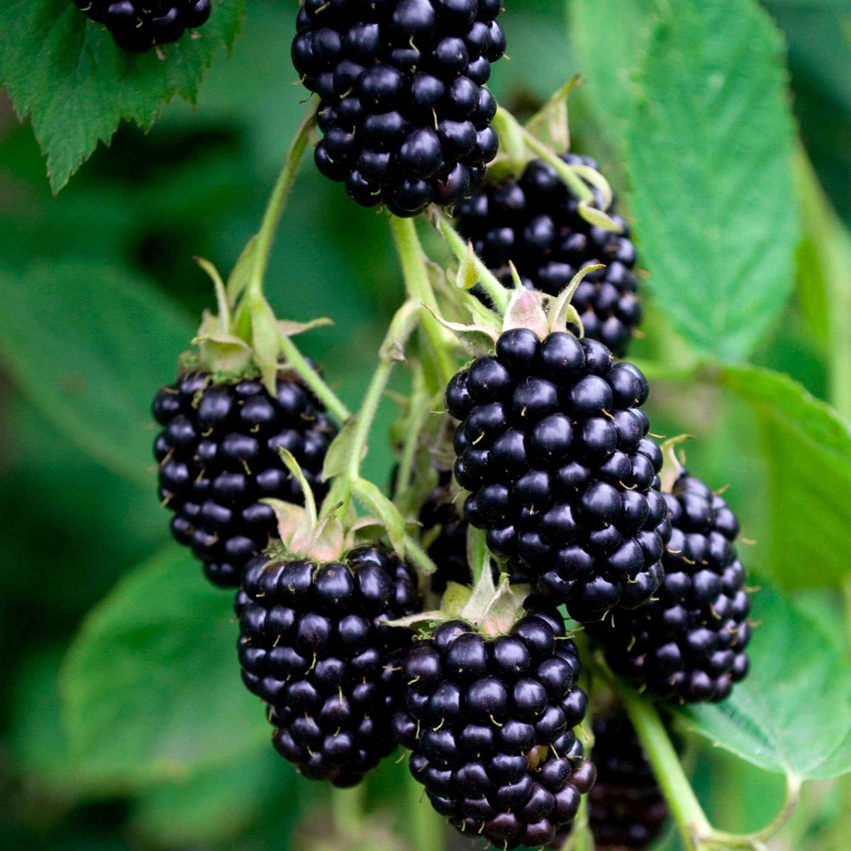 Fruchtbäume - Maulbeere 'Mulle' - Morus acidosa Mulle