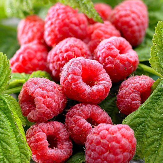 Himbeere ‘Twotimer Sugana Red’ - Bakker
